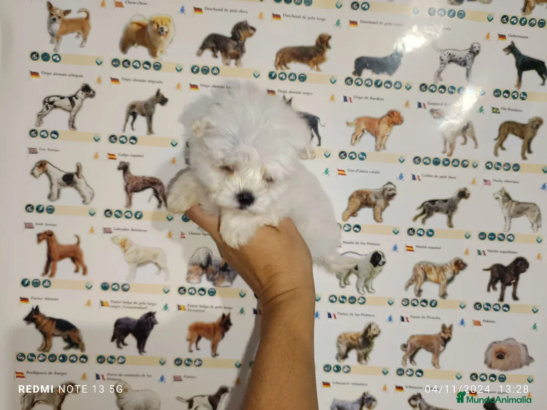 Bichón Maltés perros en venta: Bichón maltés americano - Anuncio 2