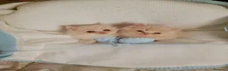 Persa gatos en venta: Gatitos persa himalayo  - Anuncio 3