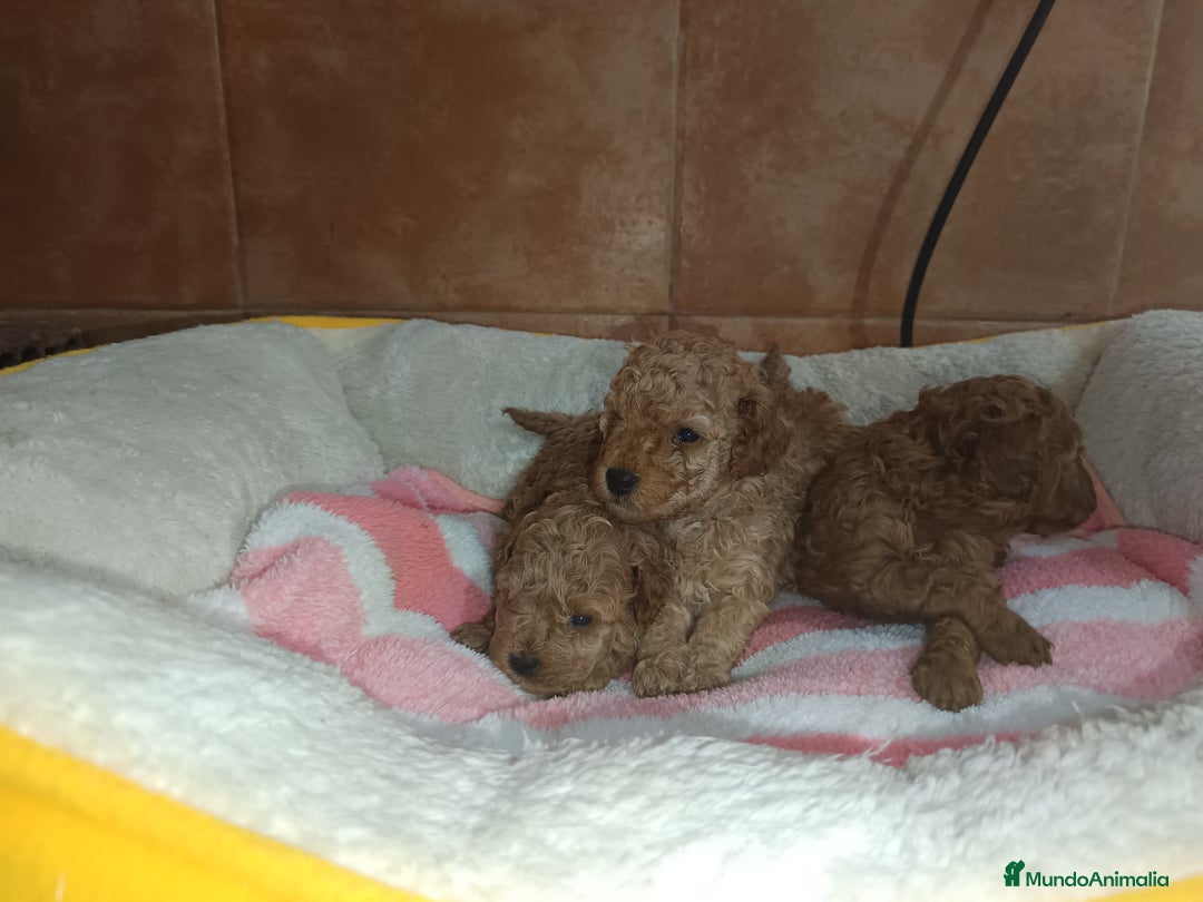 Caniche Toy perros en venta: Caniche toy  - Imagen 2