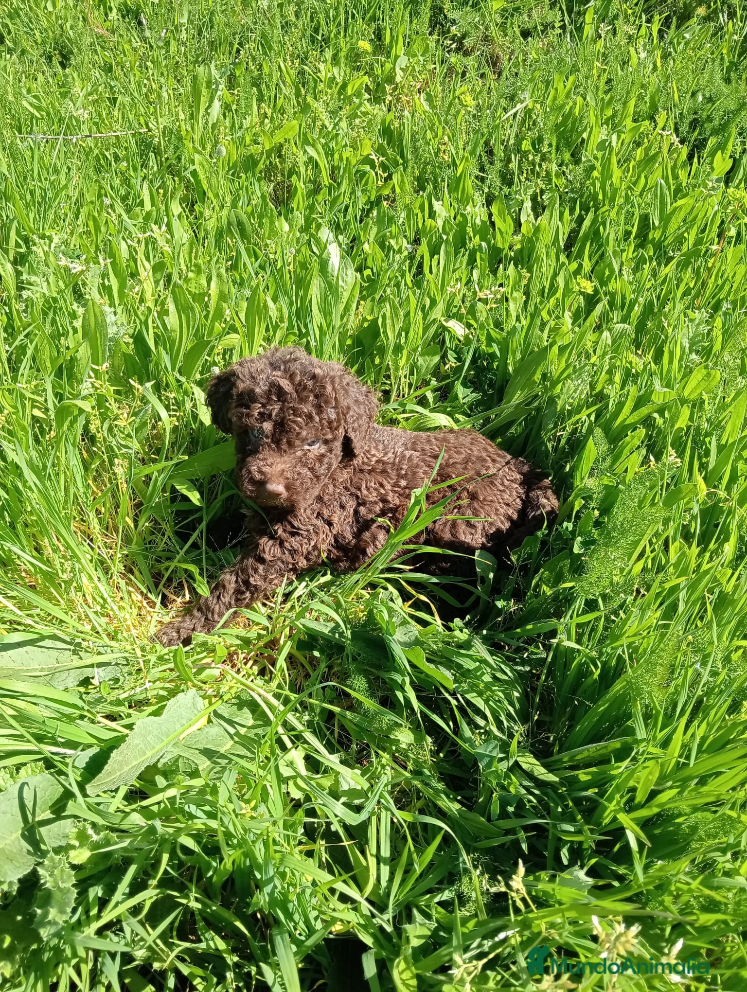 Perro de Agua Español perros Perro de aguas Español  - Anuncio 1