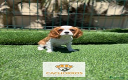 Cavalier King Charles Spaniel perros en venta: Cavalier king - Imagen 2