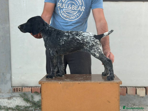 Braco Alemán de Pelo Corto perros - Anuncio 1