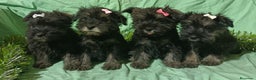 Schnauzer Miniatura perros en venta: Schnauzer miniatura negro y plata. - Anuncio 3