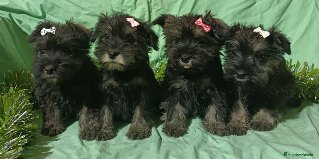 Schnauzer Miniatura perros en venta: Schnauzer miniatura negro y plata. - Anuncio 3