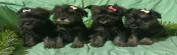 Schnauzer Miniatura perros en venta: Schnauzer miniatura negro y plata. - Anuncio 3