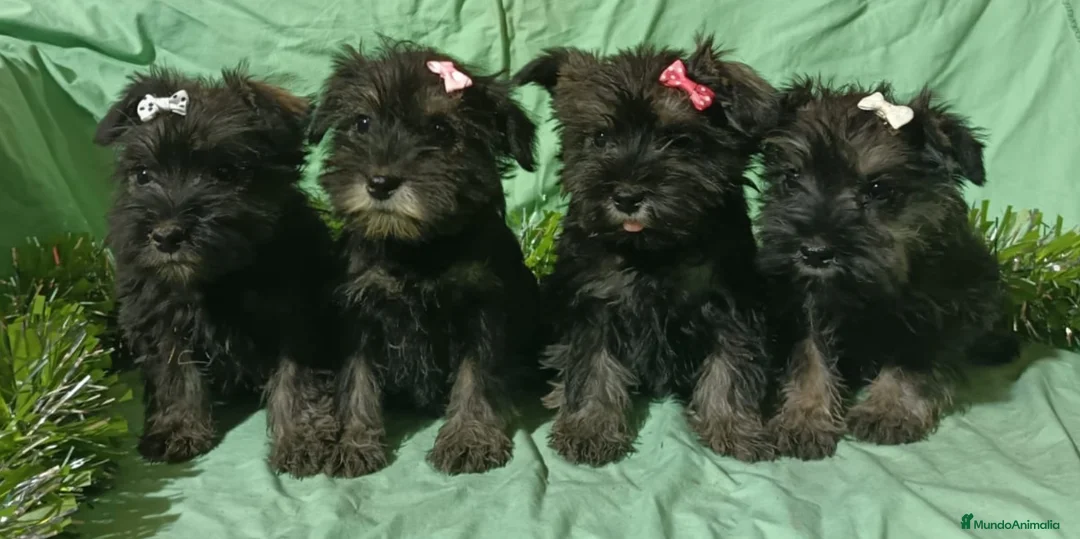 Schnauzer Miniatura perros en venta: Schnauzer miniatura negro y plata. - Anuncio 3