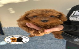 Caniche Toy perros en venta: Caniche toy - Imagen 1