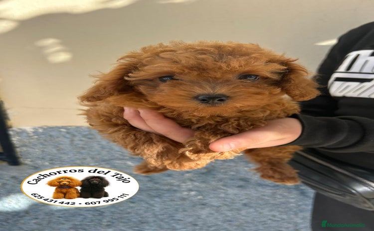 Caniche Toy perros - Anuncio 1