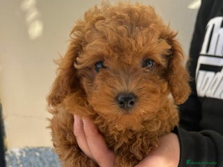 Caniche Toy perros - Anuncio 1