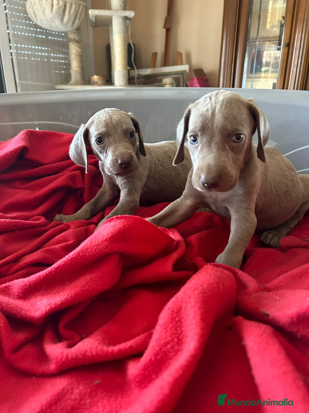 Braco de Auvernia perros en venta: Braco de Auvernia - Anuncio 4