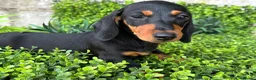 Teckel Miniatura perros en venta: Hembra miniatura  en Toledo - Anuncio 5