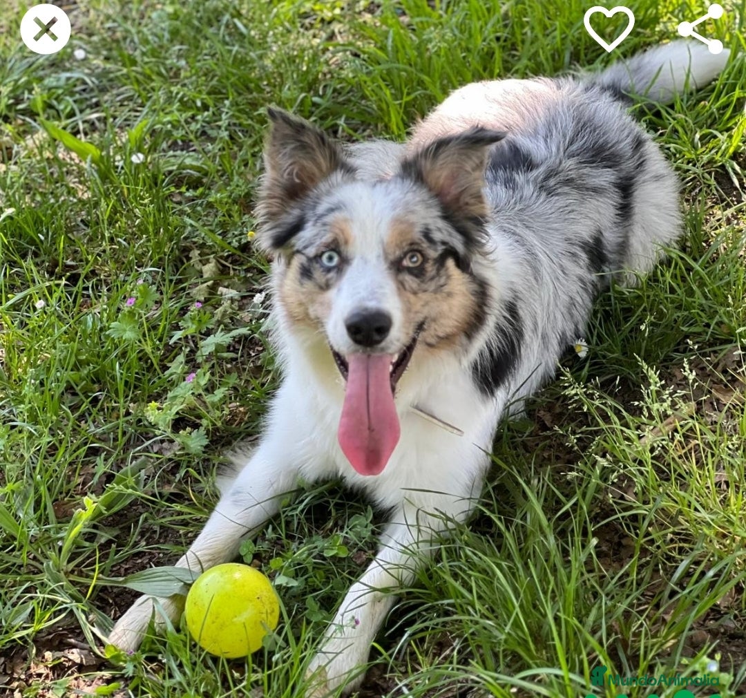 Border Collie perros en venta: Se vende border collie  - Imagen 3