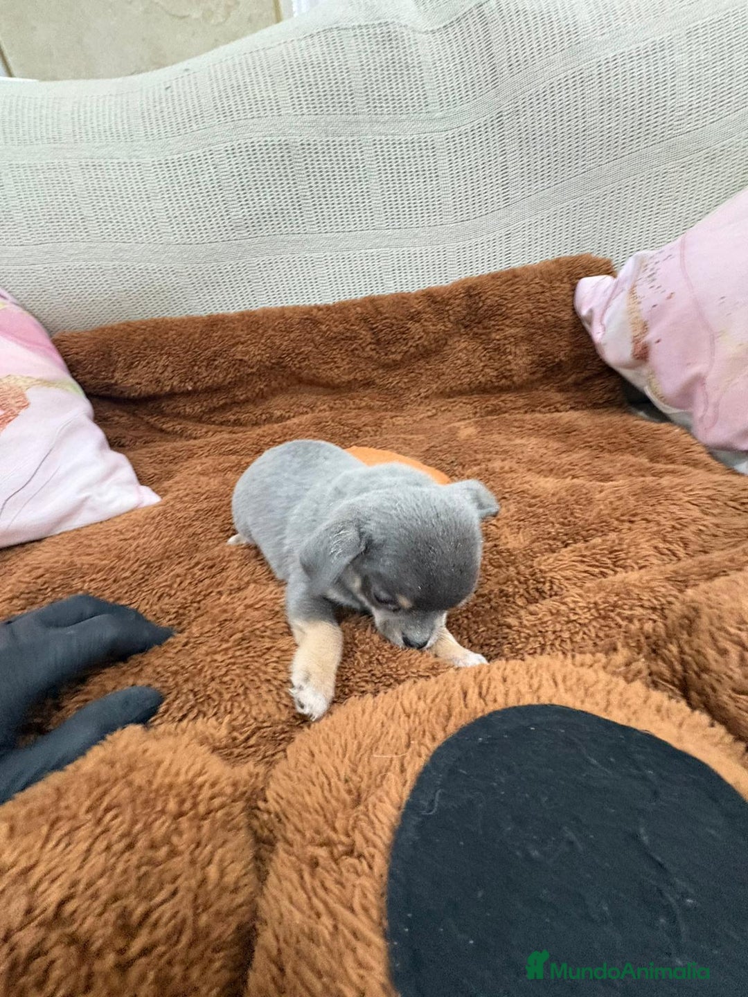 Chihuahua perros en venta: Impresionante Chihuahua blue - Anuncio 5