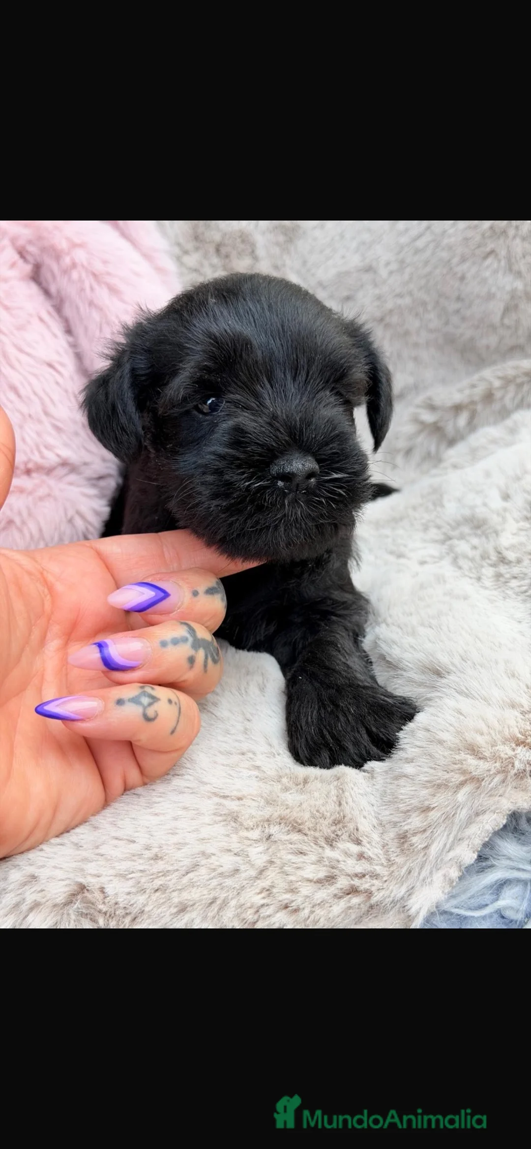 Schnauzer Miniatura perros en venta: Schnauzer sal y pimienta y negros  - Anuncio 4