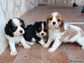 Cavalier King Charles Spaniel perros - Anuncio 35