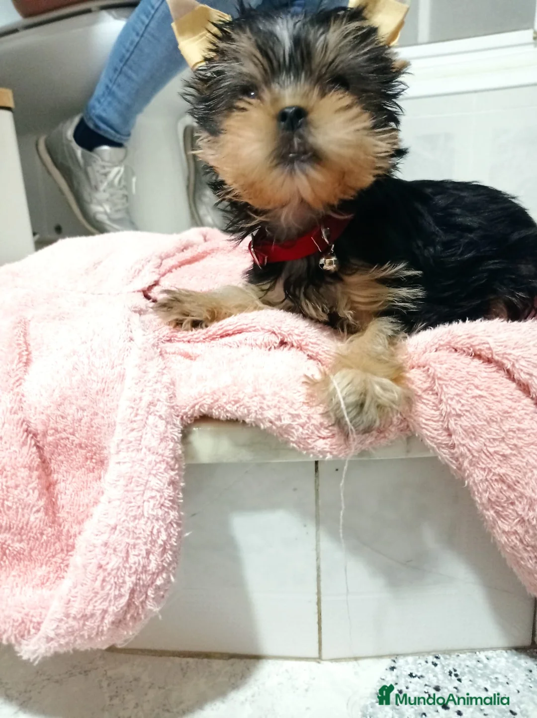 Yorkshire Terrier perros en venta: Yorkshire miniaturas en Badajoz - Anuncio 3