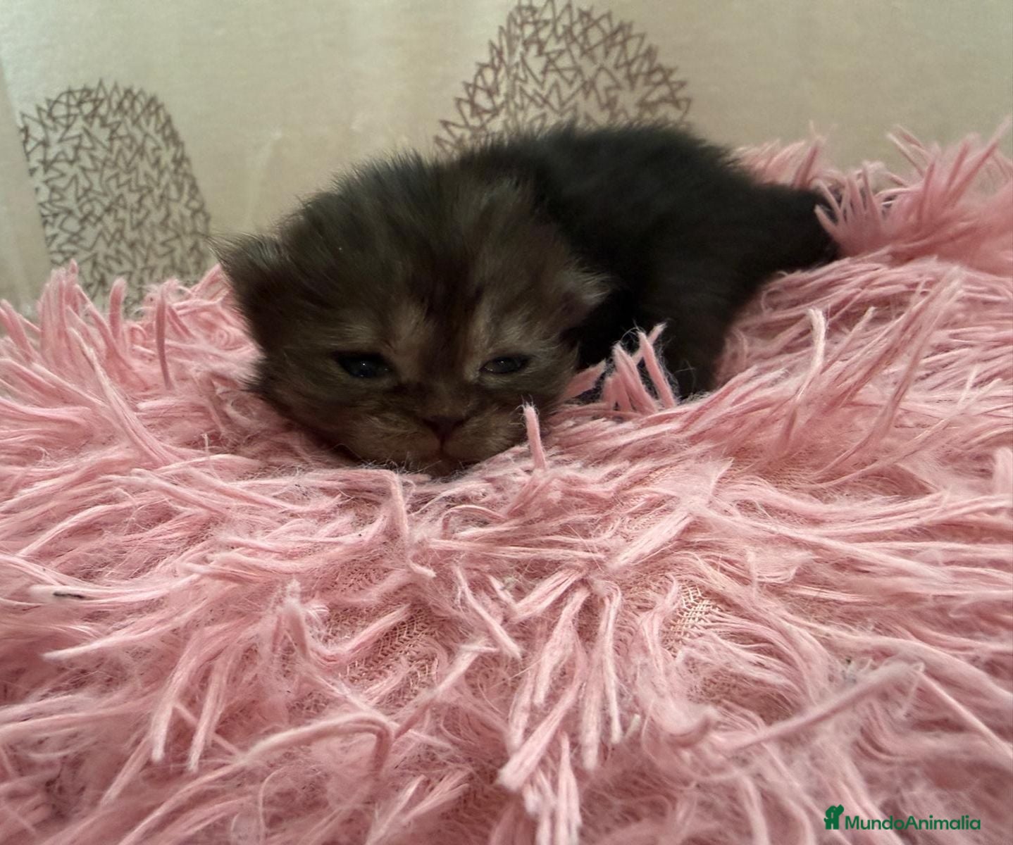 Persa gatos Persa - Anuncio 1