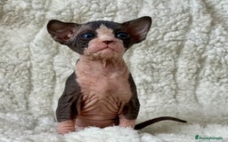 Sphynx gatos en venta: Preciosa camada de sphynx  - Imagen 8