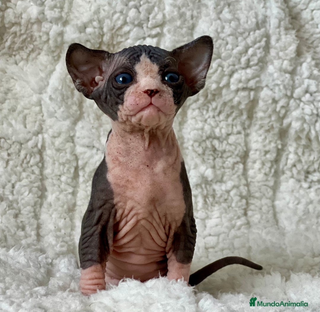 Sphynx gatos en venta: Preciosa camada de sphynx  - Imagen 8