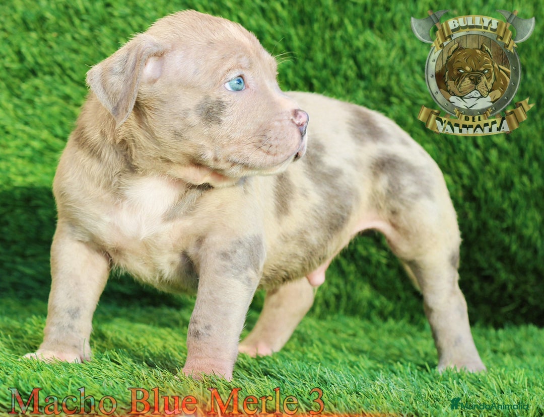 American Bully perros en venta: AMERICAN BULLY XL / AMERICAN BULLY XXL 622414793  - Imagen 2