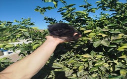 Pomerania perros en venta: Lulú de pomerania toy  - Imagen 3