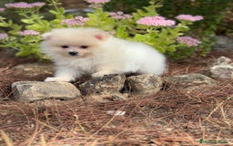 Pomerania perros en venta: Pomerania macho disponible  - Imagen 3