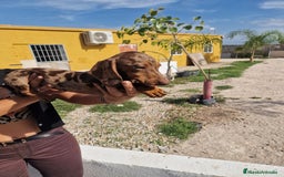 Teckel perros en venta: Arlequín chocolate precio real  - Imagen 3