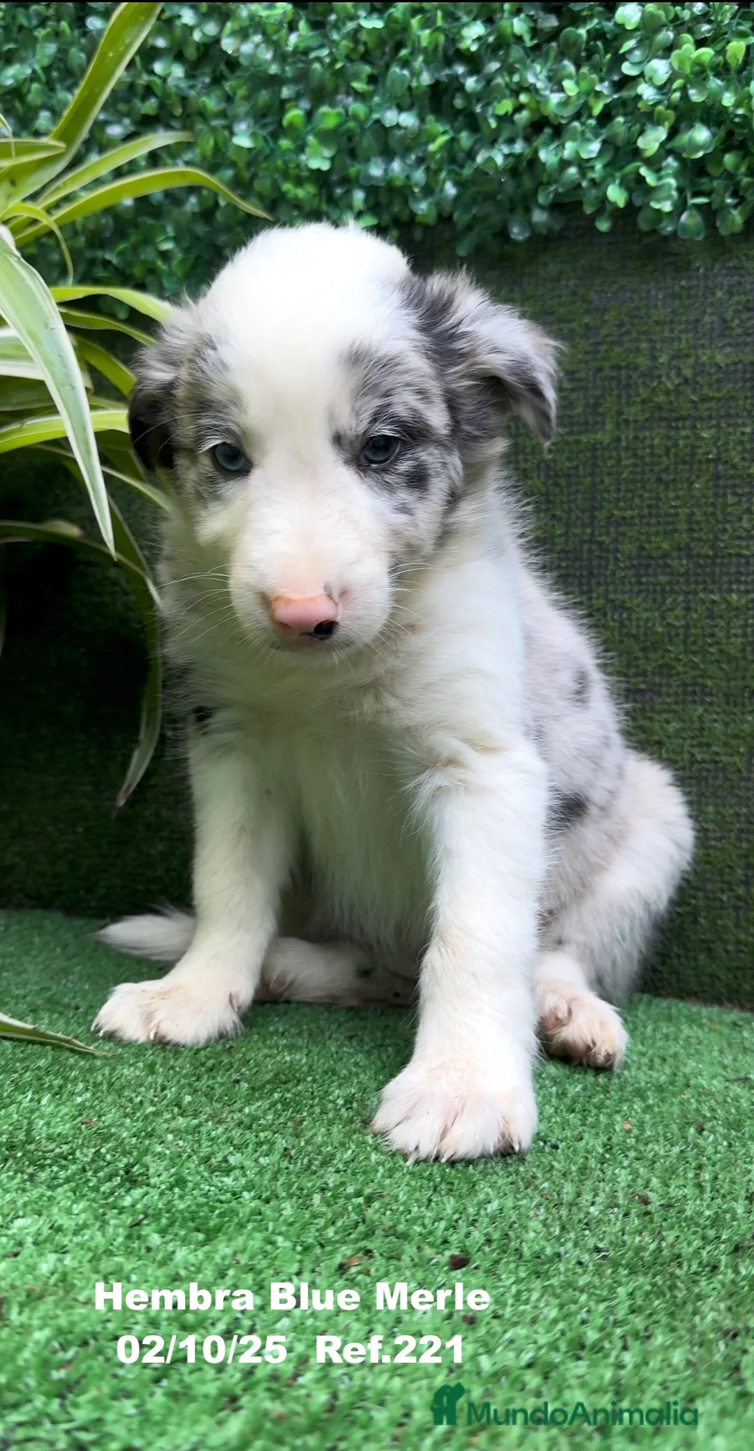 Border Collie perros en venta: Border Collie hembra Blue Merle - Anuncio 20