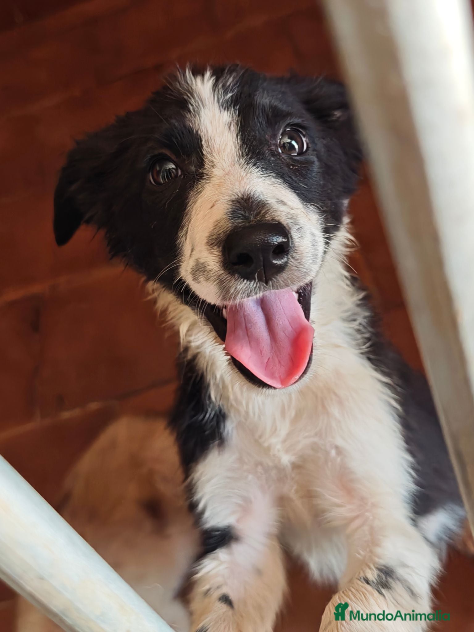 Border Collie perros Border collie - Anuncio 1