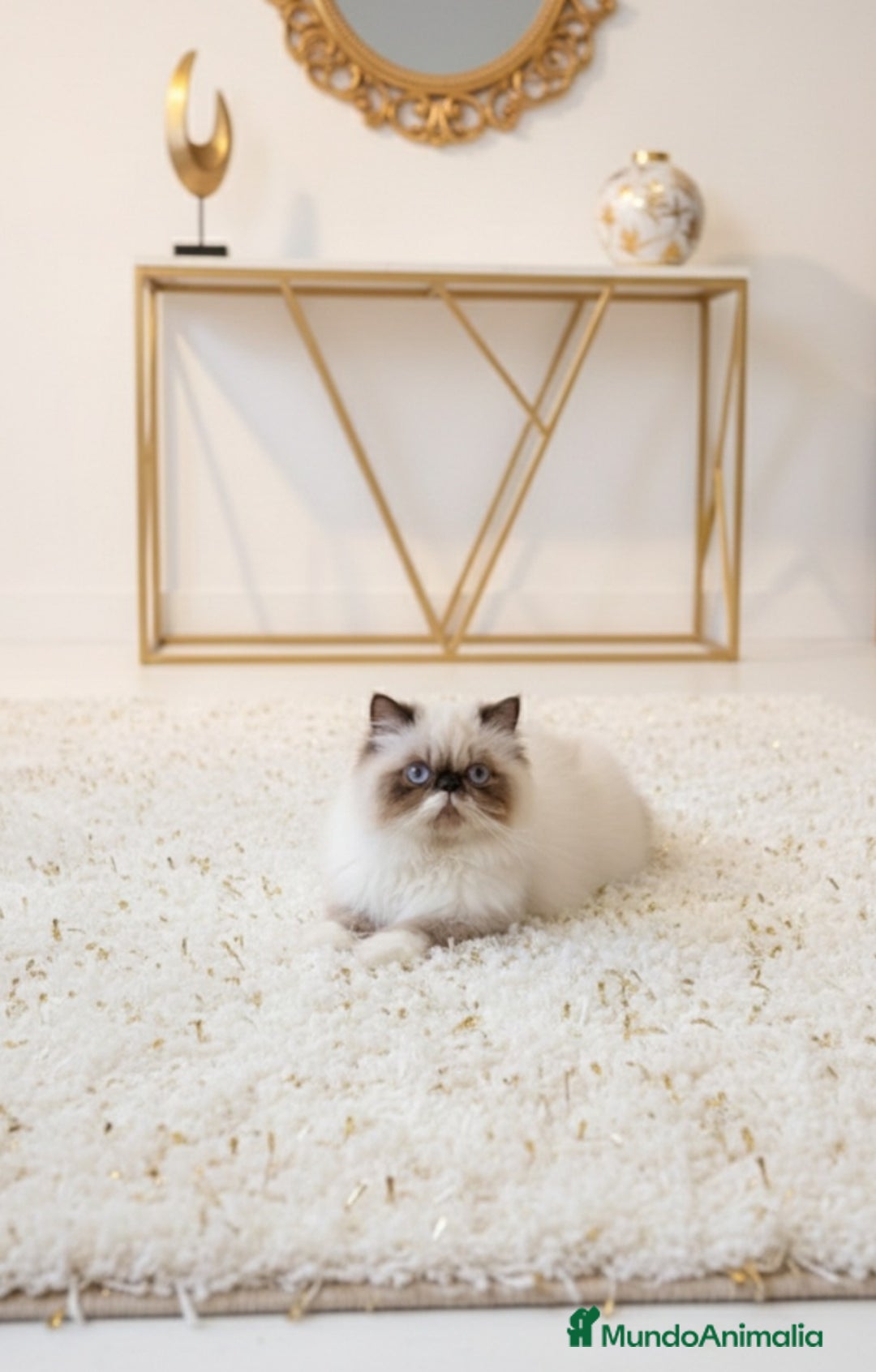 Persa gatos en venta: Persa himalayo  - Anuncio 4