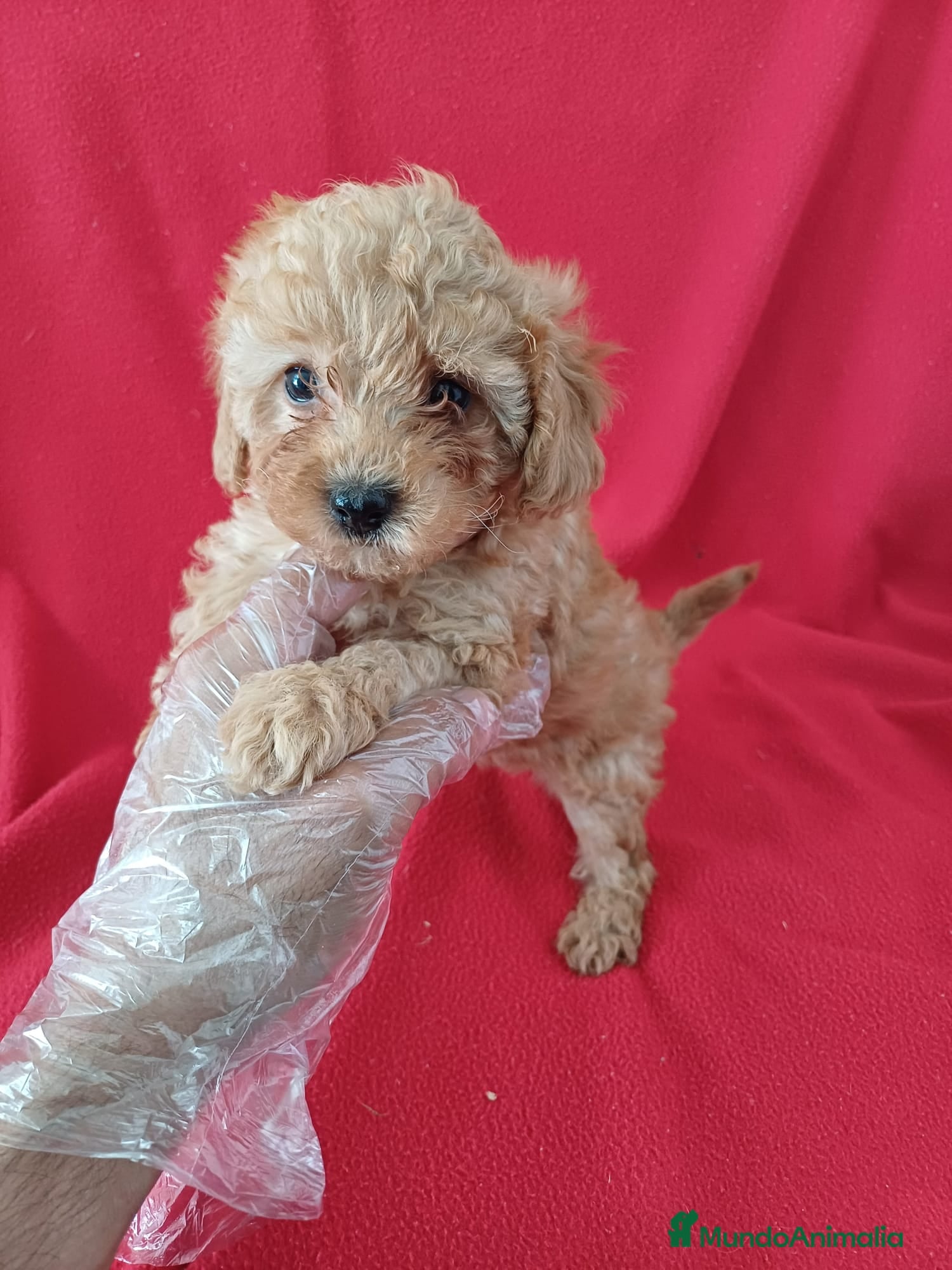 Caniche Enano perros Caniche Enano  - Anuncio 2
