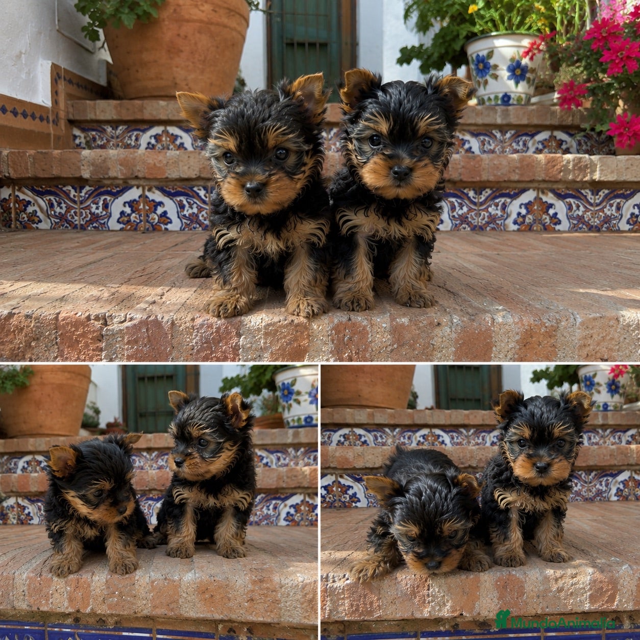 Yorkshire Terrier perros YORKSHIRE MINI - BUSCAN CASA  - Anuncio 4