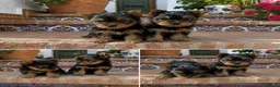 Yorkshire Terrier perros en venta: YORKSHIRE MINI - BUSCAN CASA  - Anuncio 1