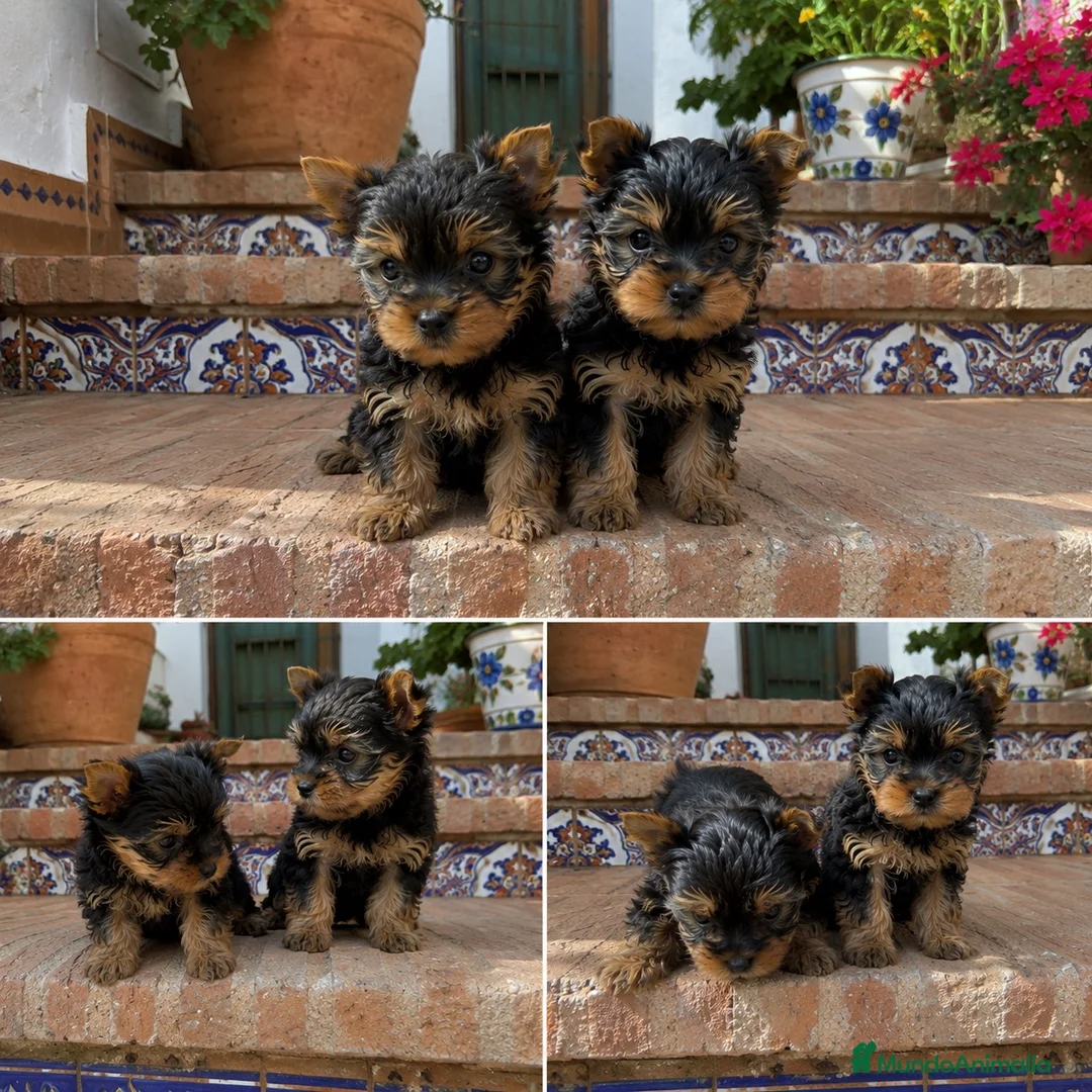 Yorkshire Terrier perros en venta: YORKSHIRE MINI - BUSCAN CASA  - Anuncio 1