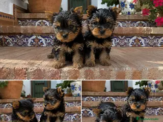Yorkshire Terrier perros YORKSHIRE MINI - BUSCAN CASA - Anuncio 2