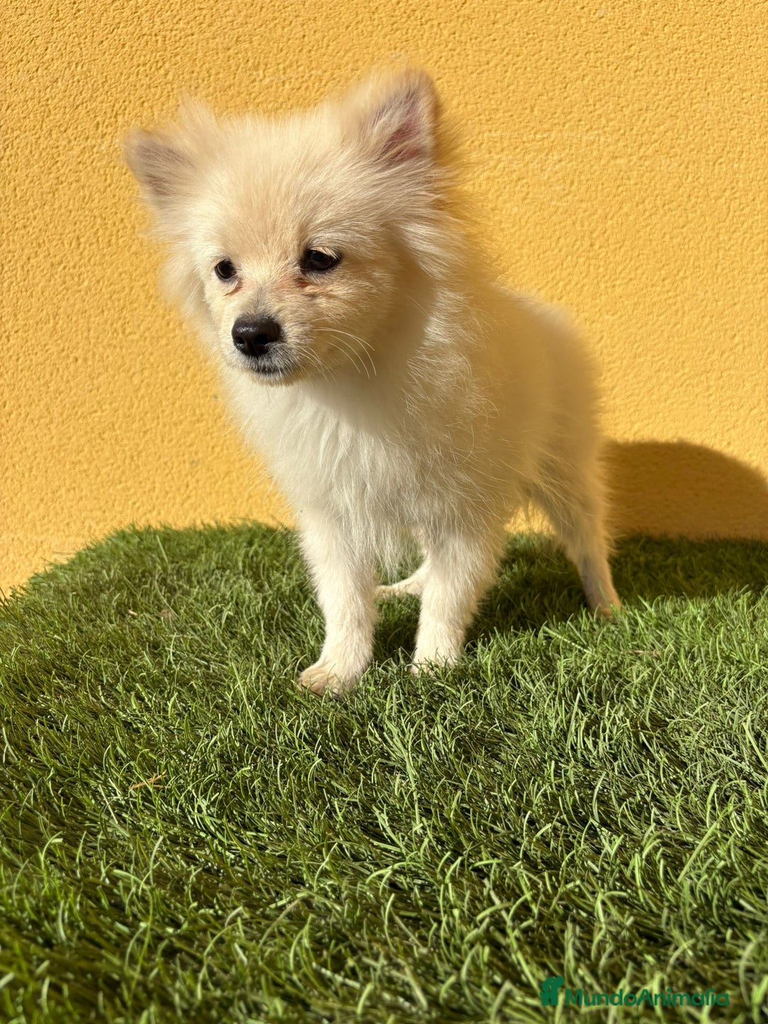 Pomerania perros en venta: pomerania toy macho blanco  - Imagen 11