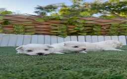 Bichón Maltés perros en venta: BICHÓN MALTÉS  - Imagen 21