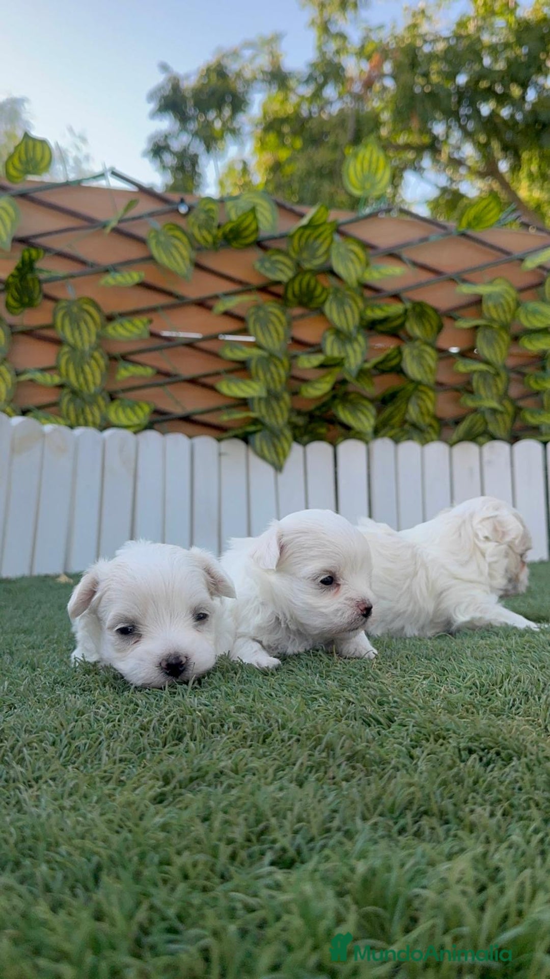 Bichón Maltés perros en venta: BICHÓN MALTÉS  - Imagen 21