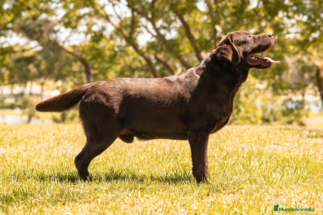 Labrador Retriever perros en venta: LABRADOR CHOCOLATE DISPONIBLE  - Imagen 7