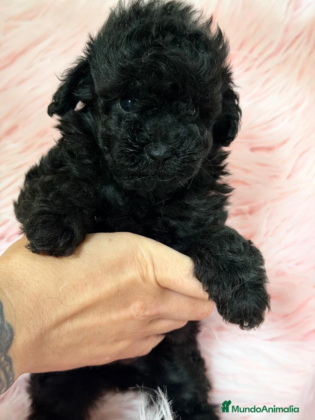 Caniche Toy perros en venta: CANICHE NEGRO SÓLIDO TOY  - Anuncio 4