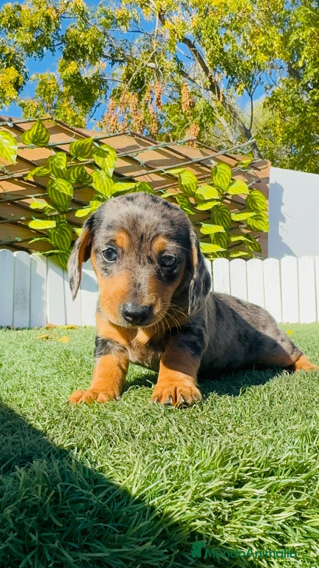 Teckel Miniatura perros en venta: TECKEL MINIATURA HEMBRA - Anuncio 15