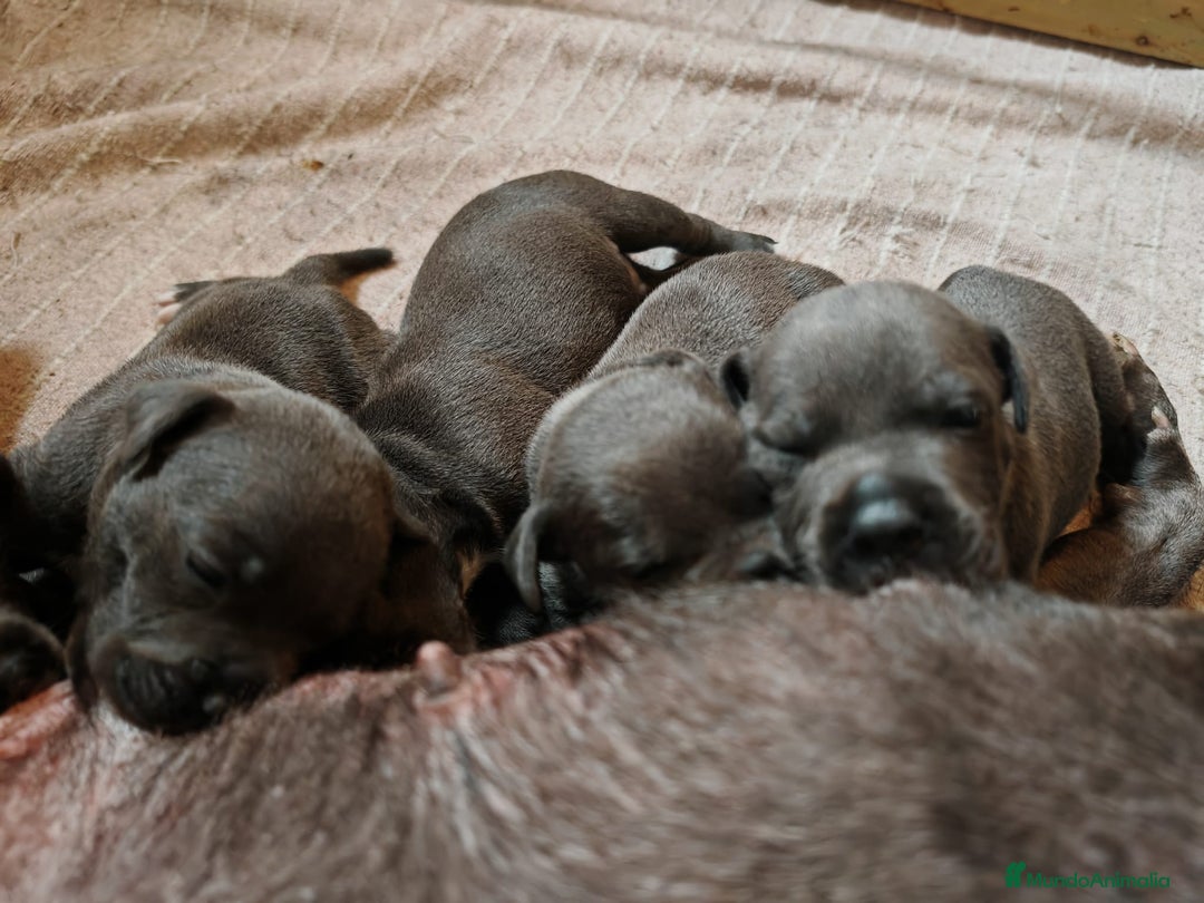 Staffordshire Bull Terrier perros en venta: Staffordshire Bull Terrier - Anuncio 7