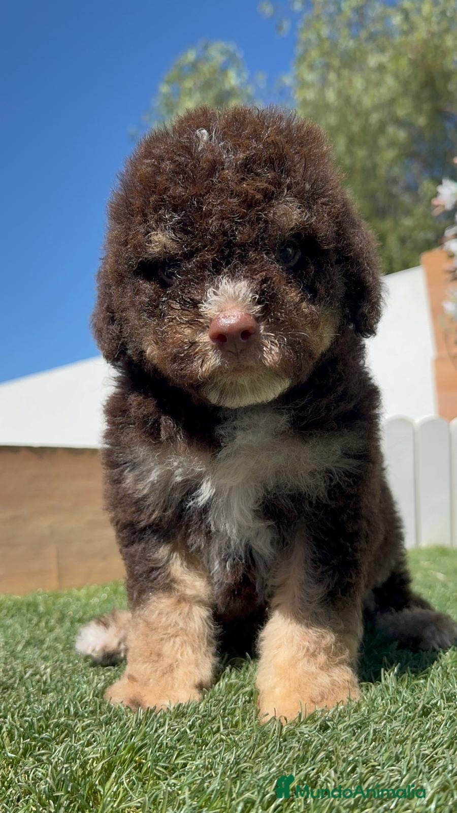 Perro de Agua Español perros en venta: PERRO DE AGUA ESPAÑOL - Anuncio 25