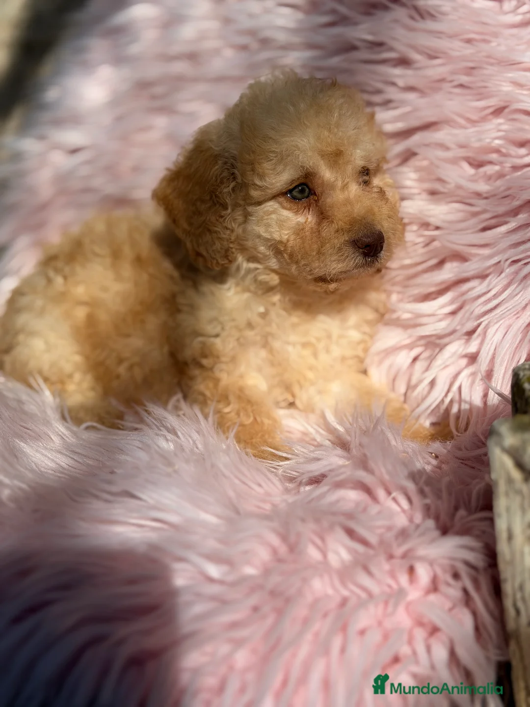 Perro de Agua Español perros en venta: Pdae crema  - Anuncio 4