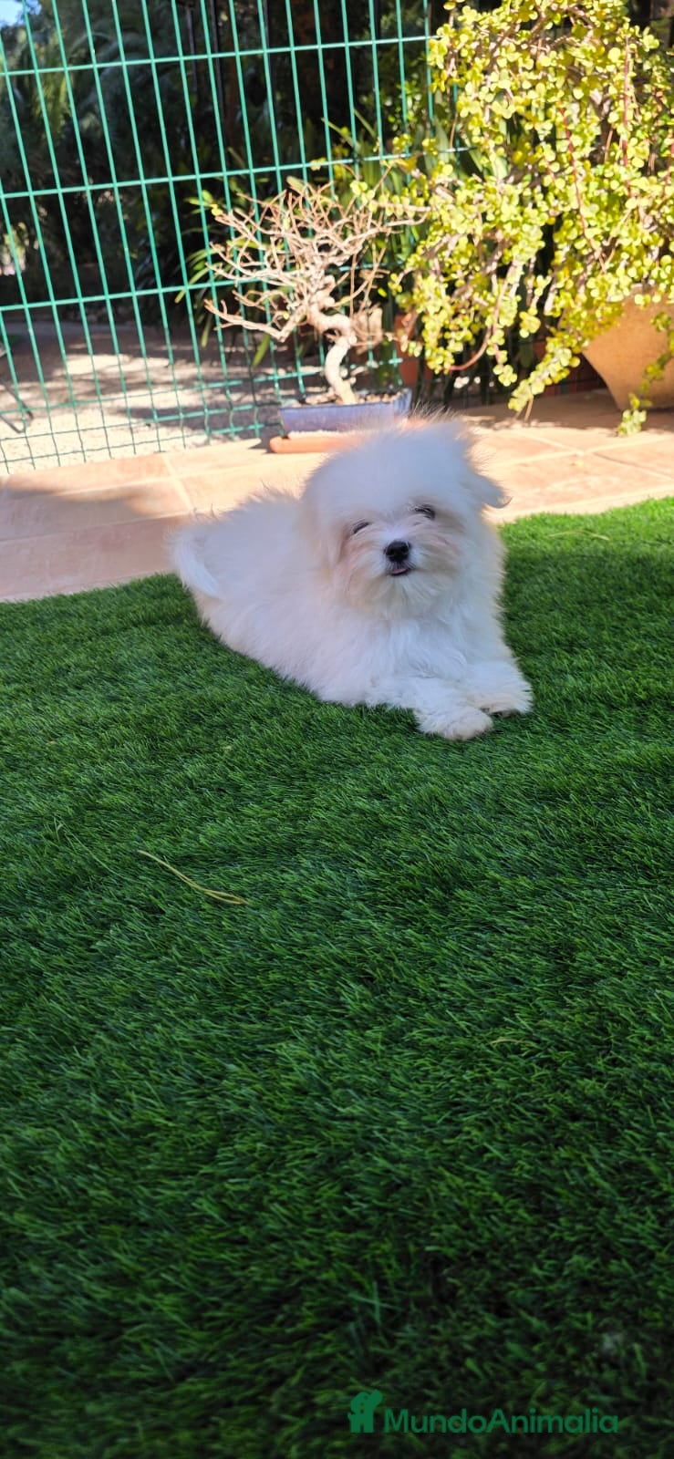 Bichón Maltés perros Bichon maltes linea coreana - Anuncio 2