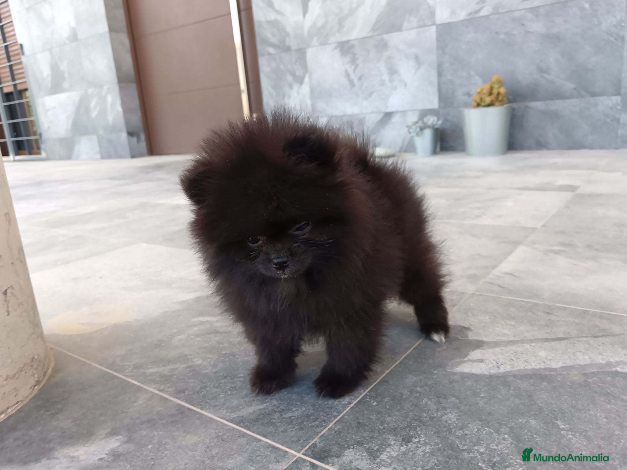 Pomerania perros Pomerania  - Anuncio 1