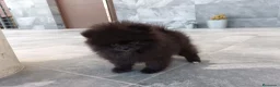 Pomerania perros en venta: Pomerania  - Anuncio 1