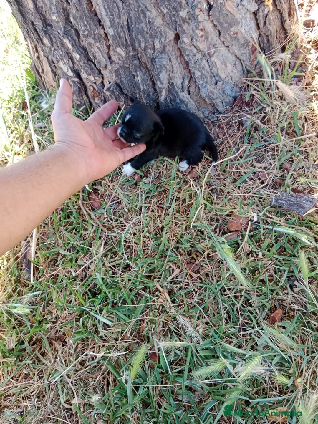 Chihuahua perros en venta: Chihuhuas machos - Anuncio 11