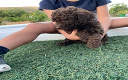 Perro de Agua Español perros en venta: Perro de agua  - Imagen 7