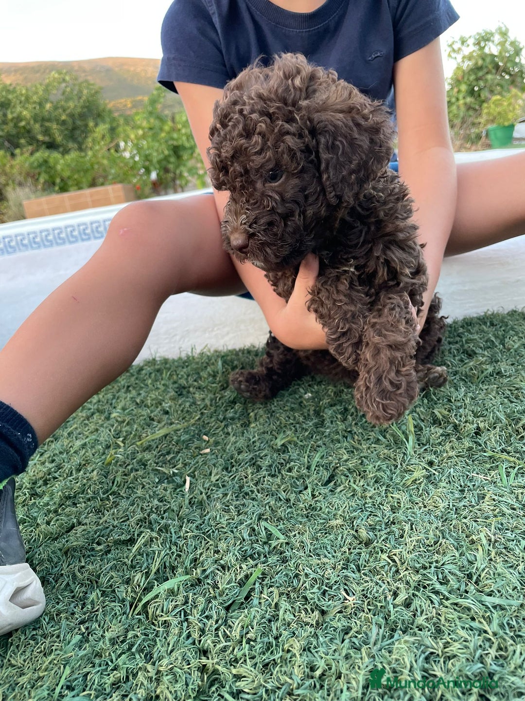 Perro de Agua Español perros en venta: Perro de agua  - Imagen 7